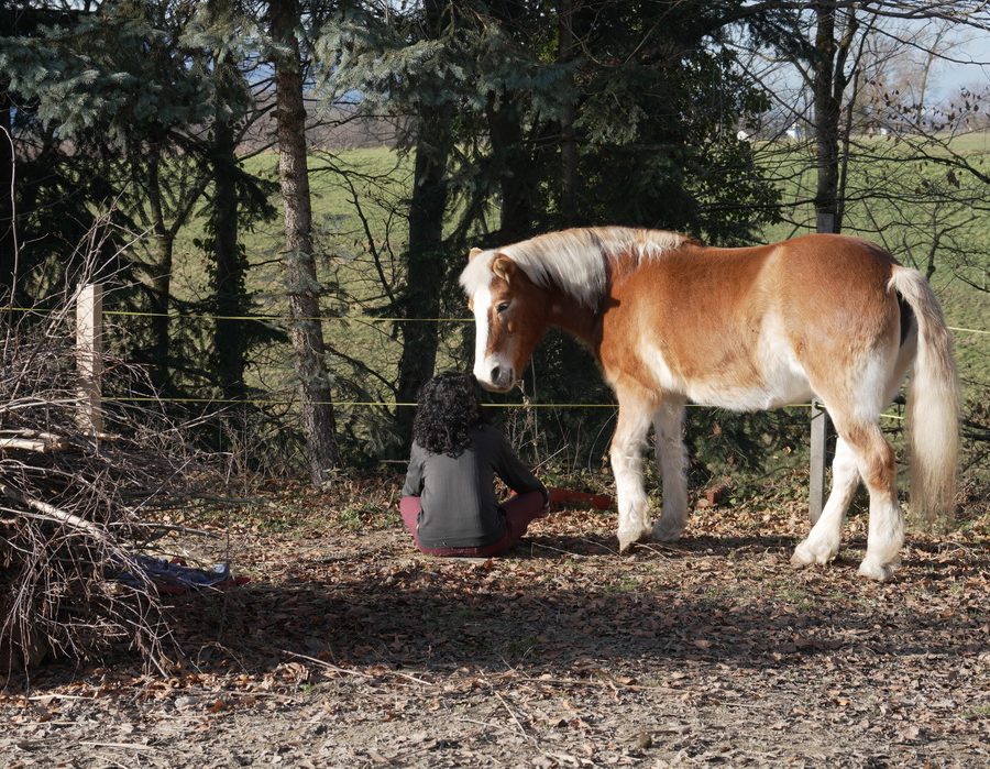 Pferd berührt mit Nase Mensch im Gesicht